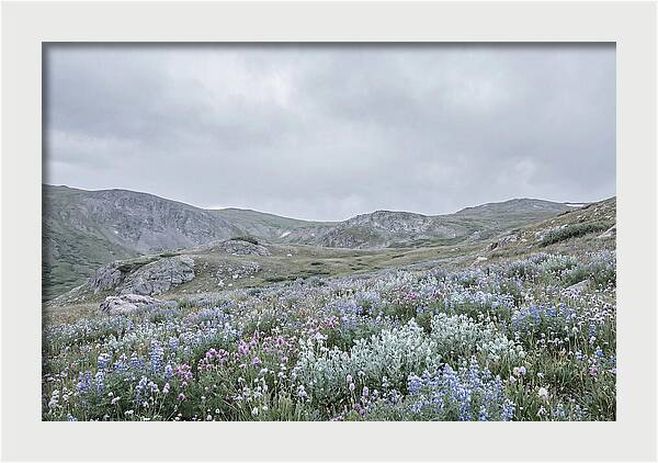 Summer Wildflower Explosion