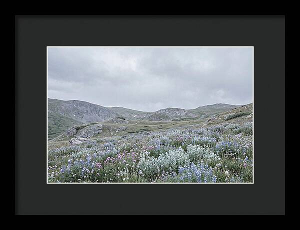 Summer Wildflower Explosion