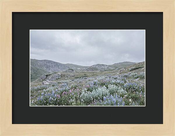 Summer Wildflower Explosion