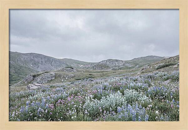 Summer Wildflower Explosion