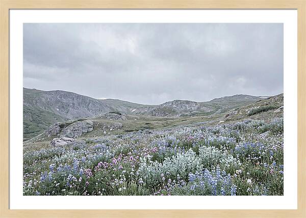 Summer Wildflower Explosion