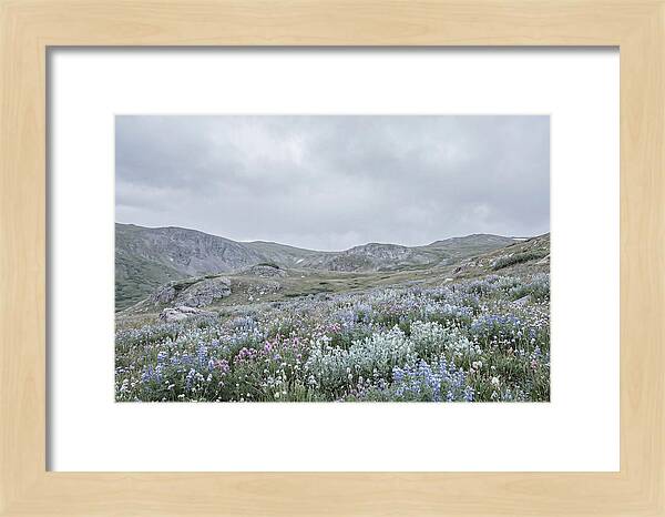 Summer Wildflower Explosion