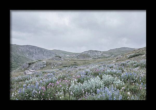 Summer Wildflower Explosion