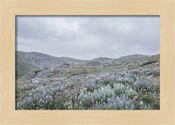 Summer Wildflower Explosion