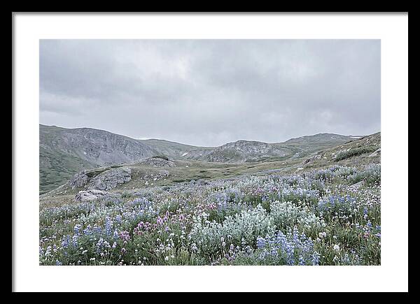 Summer Wildflower Explosion