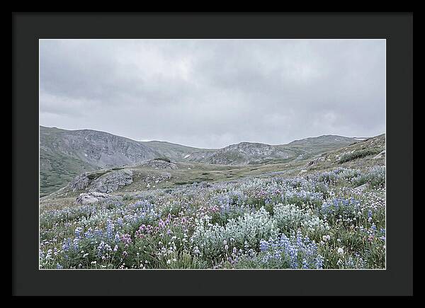 Summer Wildflower Explosion
