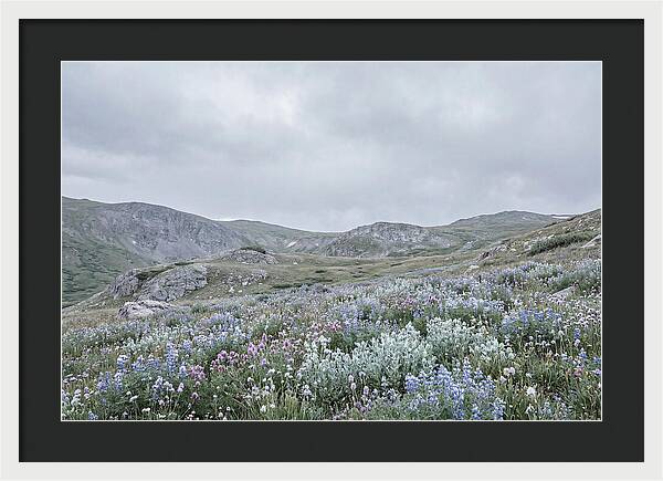 Summer Wildflower Explosion