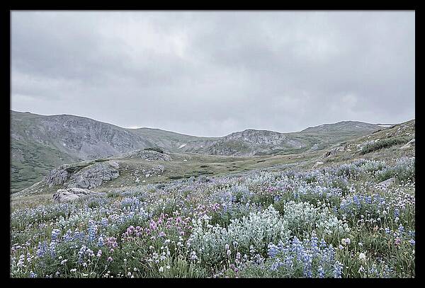 Summer Wildflower Explosion
