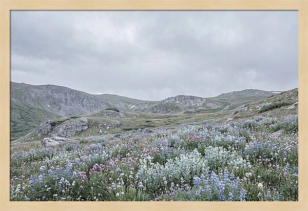 Summer Wildflower Explosion