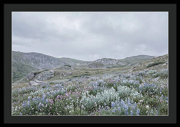 Summer Wildflower Explosion