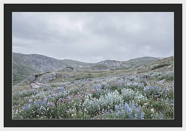 Summer Wildflower Explosion