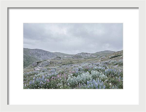 Summer Wildflower Explosion