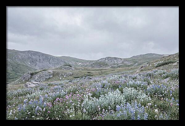 Summer Wildflower Explosion