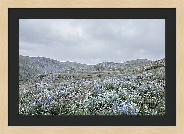 Summer Wildflower Explosion