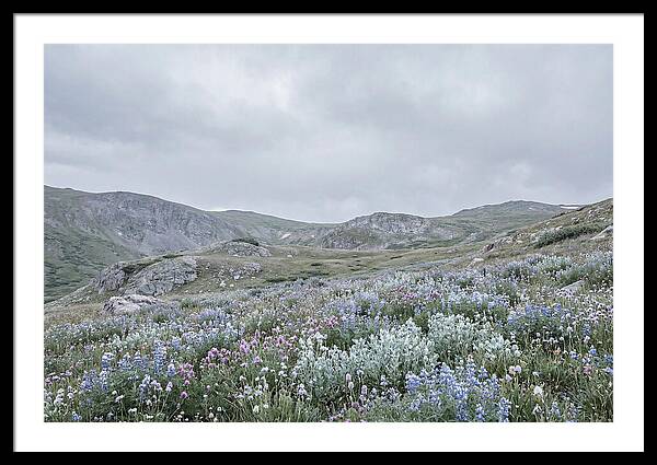 Summer Wildflower Explosion
