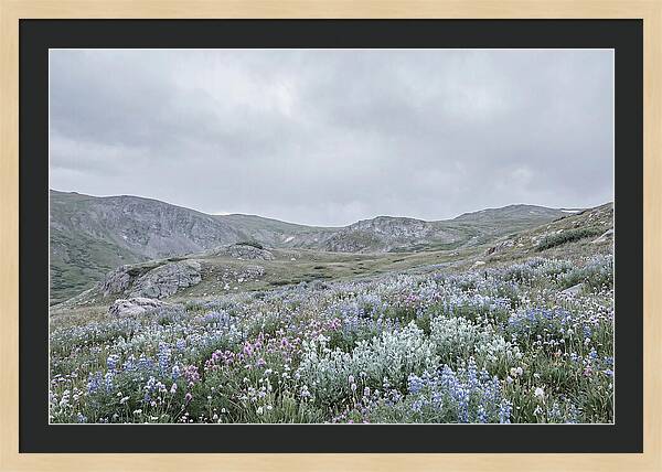 Summer Wildflower Explosion
