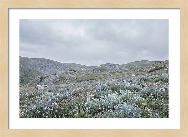 Summer Wildflower Explosion