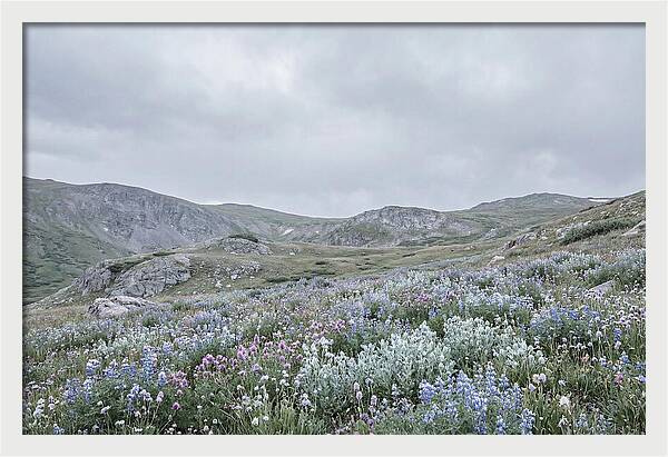 Summer Wildflower Explosion