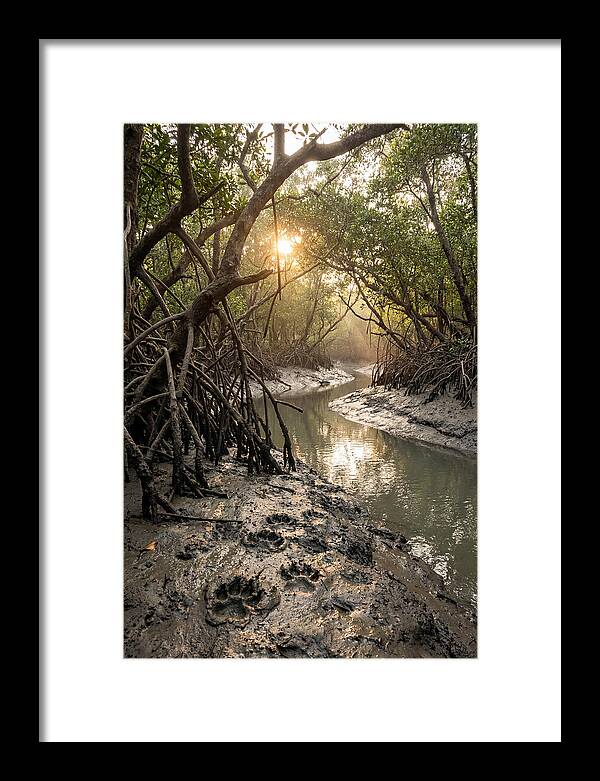 Sundarbans Serenity At Golden Hour