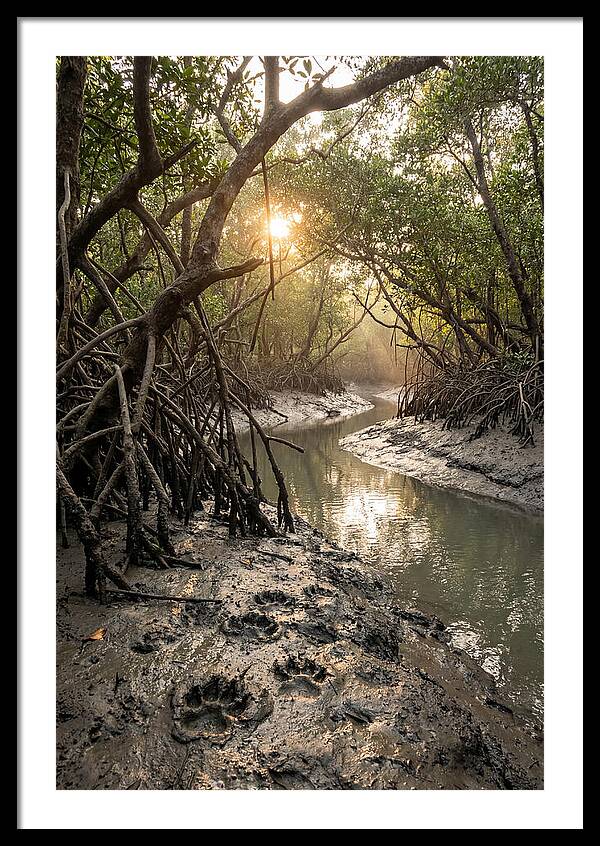 Sundarbans Serenity At Golden Hour