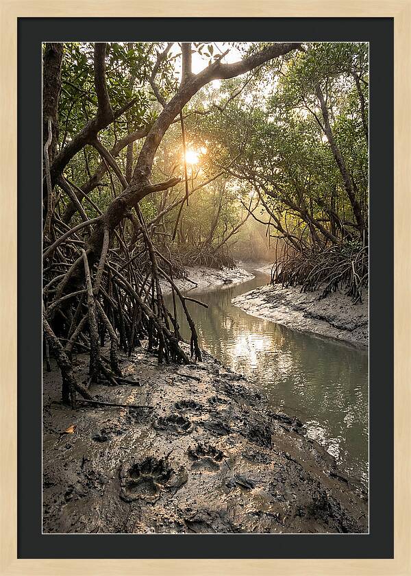 Sundarbans Serenity At Golden Hour