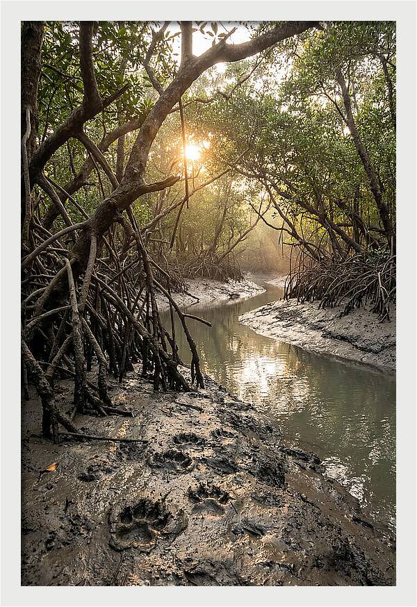 Sundarbans Serenity At Golden Hour