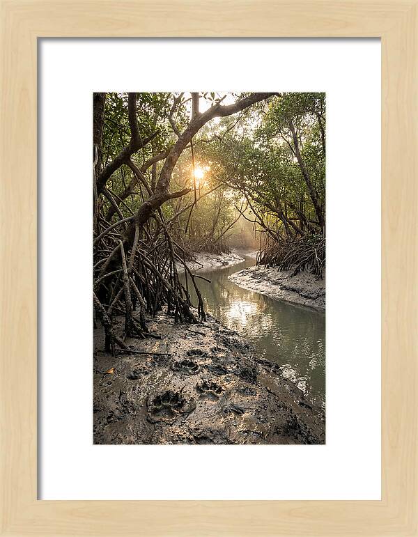 Sundarbans Serenity At Golden Hour