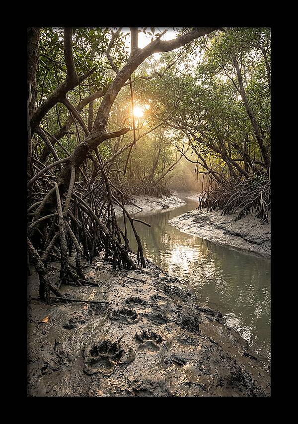 Sundarbans Serenity At Golden Hour