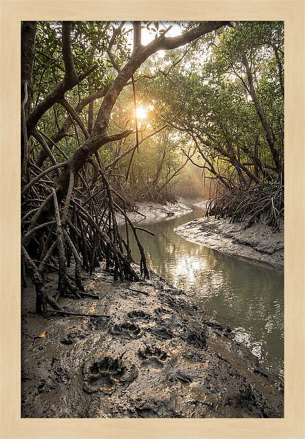 Sundarbans Serenity At Golden Hour