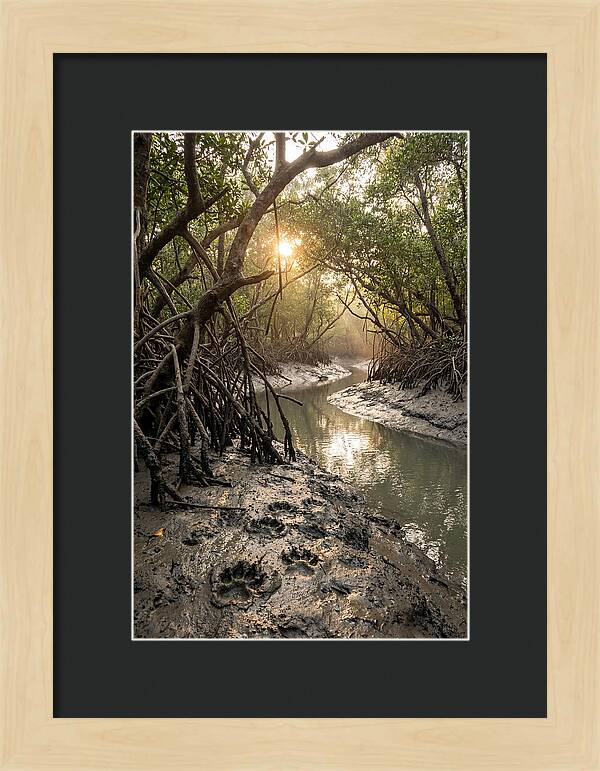 Sundarbans Serenity At Golden Hour