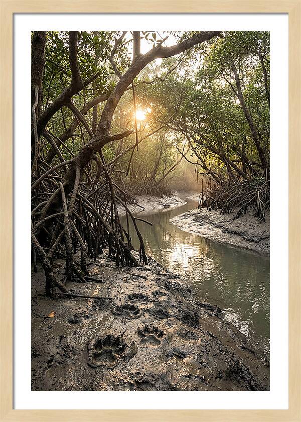 Sundarbans Serenity At Golden Hour
