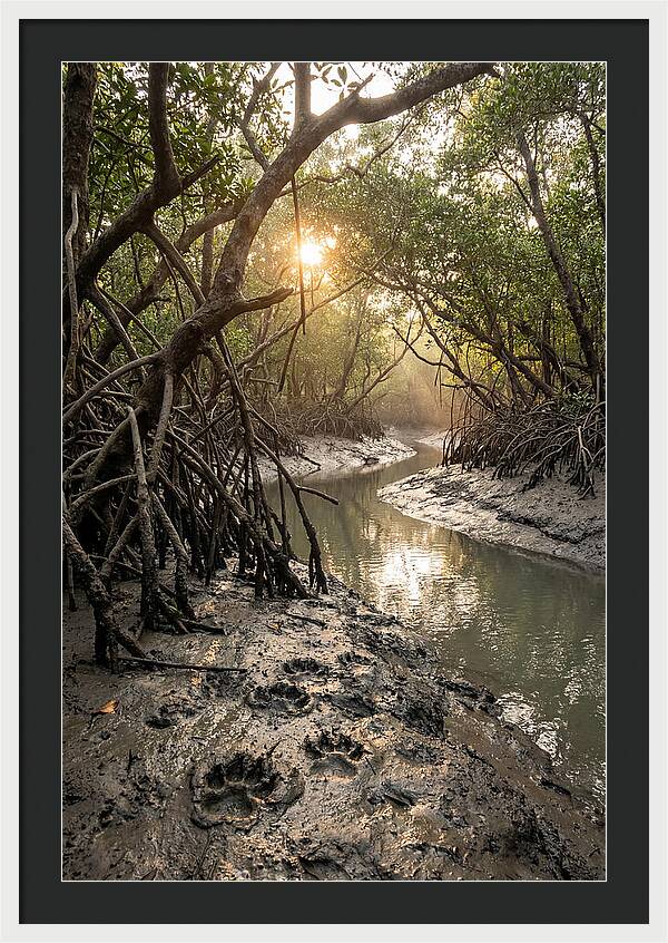 Sundarbans Serenity At Golden Hour