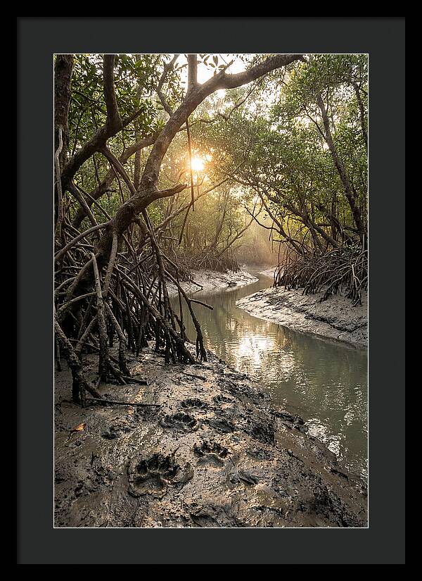 Sundarbans Serenity At Golden Hour