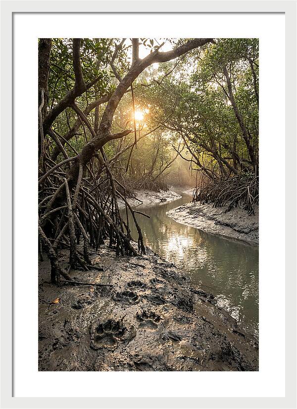 Sundarbans Serenity At Golden Hour