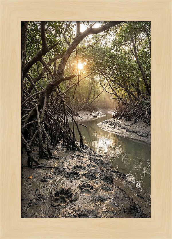 Sundarbans Serenity At Golden Hour