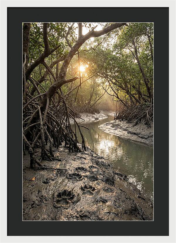 Sundarbans Serenity At Golden Hour