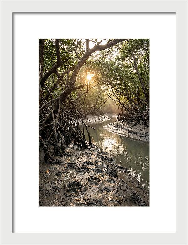 Sundarbans Serenity At Golden Hour