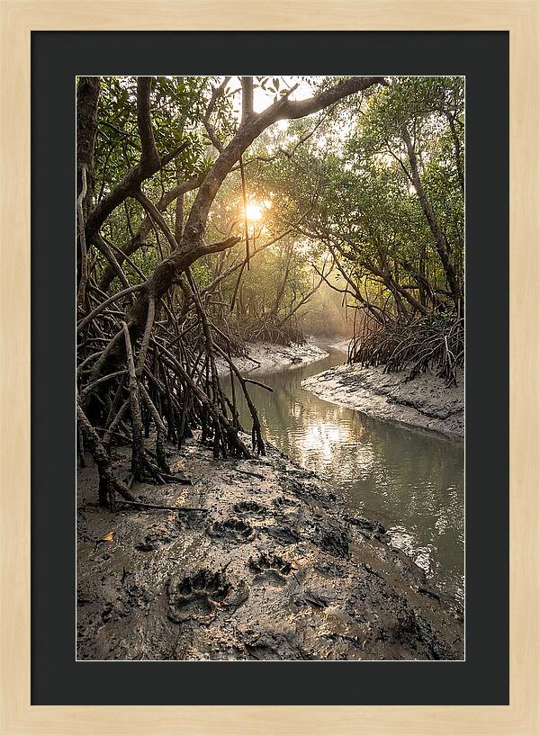 Sundarbans Serenity At Golden Hour