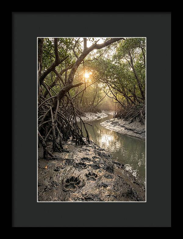 Sundarbans Serenity At Golden Hour