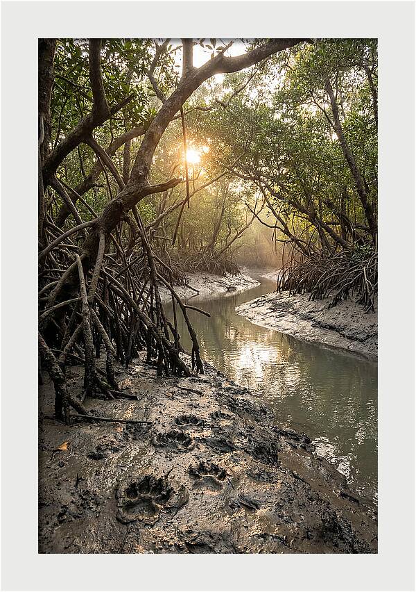 Sundarbans Serenity At Golden Hour
