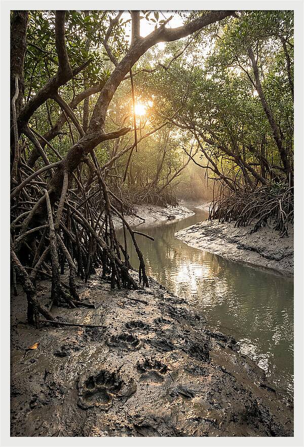 Sundarbans Serenity At Golden Hour