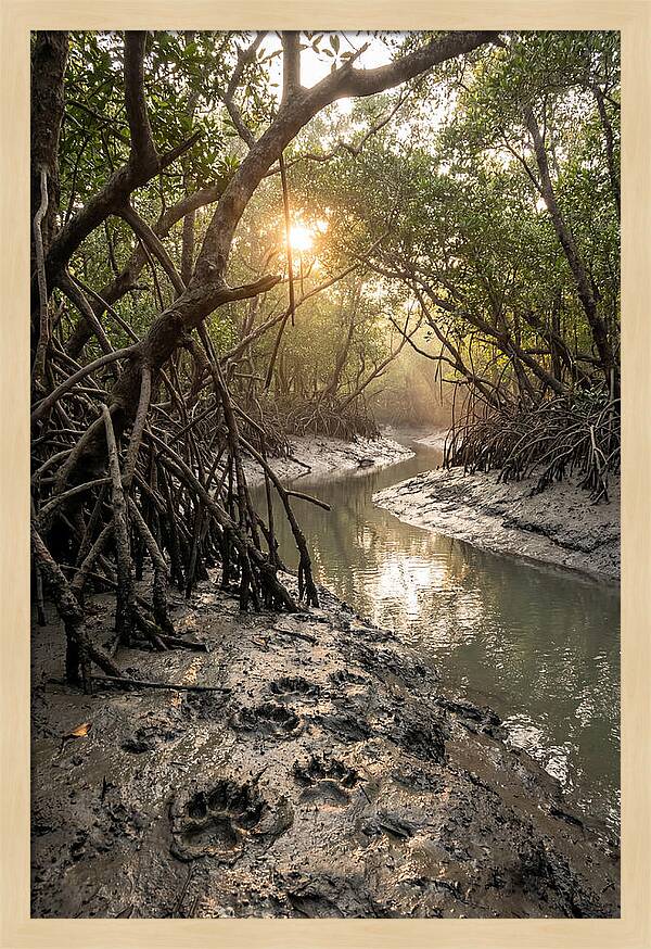 Sundarbans Serenity At Golden Hour