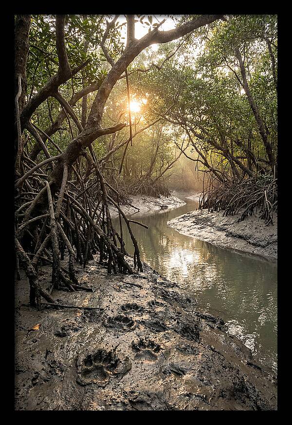 Sundarbans Serenity At Golden Hour