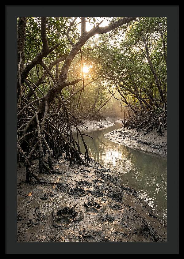 Sundarbans Serenity At Golden Hour