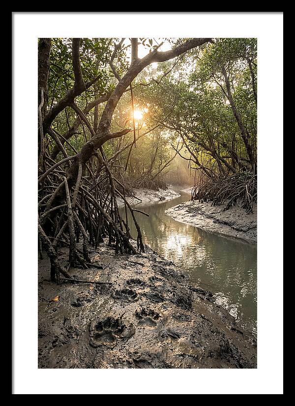 Sundarbans Serenity At Golden Hour