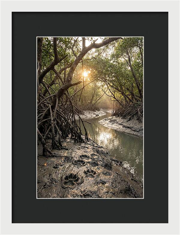 Sundarbans Serenity At Golden Hour