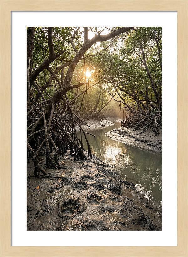 Sundarbans Serenity At Golden Hour