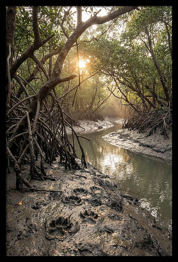 Sundarbans Serenity At Golden Hour