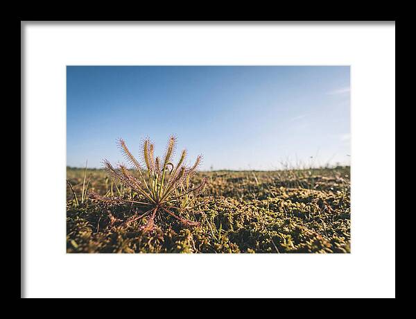 Sundew Plant Glimmering In Sunlight