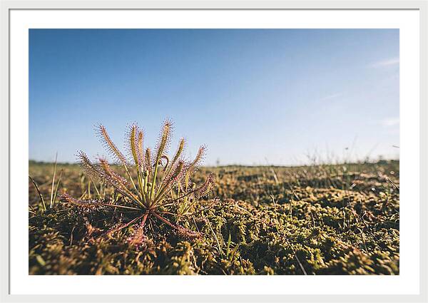 Sundew Plant Glimmering In Sunlight
